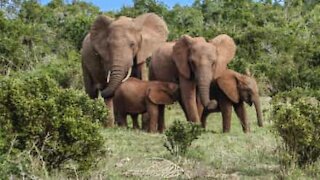 Family of elephants drinks guests' pool water