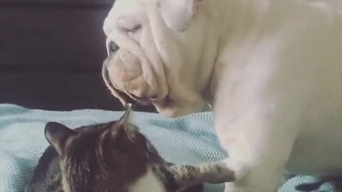 Overly-attached bulldog tries to befriend cat