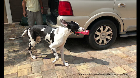 Great Dane puppy learns to carry treats into house