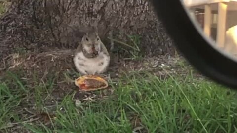 Esquilo apanhado a comer Mcdonalds