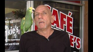 Missing bird has been recovered