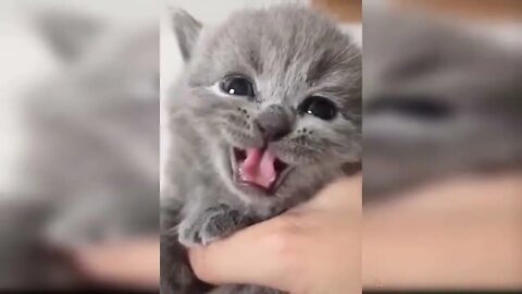 Fun with us | Baby Cats Cute and Funny Baby Cat Videos Compilation | funnycog