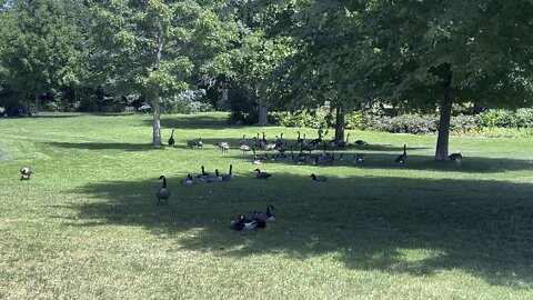 Canada Geese in the shade
