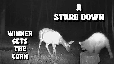 A Deer and a Racoon have a stare down!
