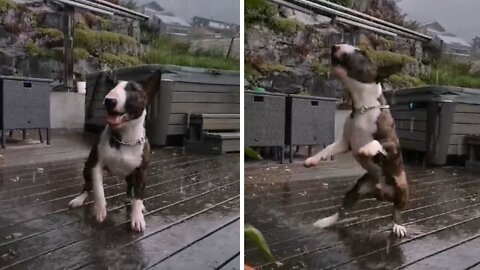 Bull Terrier Absolutely Ecstatic To Play In The Rain