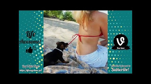 Try Not To Luagh 🤣🔥🤣 Funny Animals Trolling Human