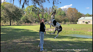 How To Trim Trees With A Leaping Great Dane