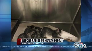 PACC: Kittens quarantined for rabies exposure in Amado