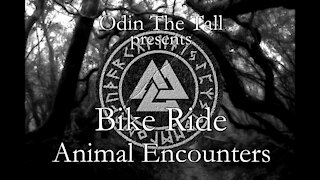 Bike Ride - Animal Encounters