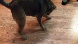 Funny Dog Chases A Laser Dot