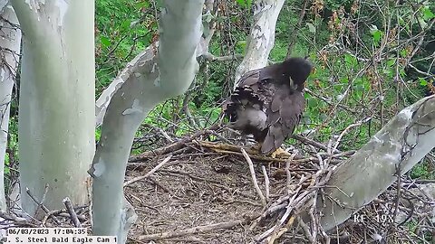 USS Bald Eagle Cam 1 6-3-23 @ 17:04:03 Hop shows off sheath of feathers during afternoon preening