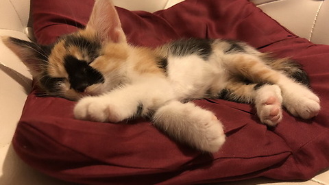 Spleepy kitty, pur, pur, pur...How cute is my kitten?