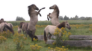 Wild horses: Stallions fight to keep their bands intact