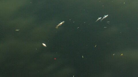 Floating dead fish along Buffalo River in South Buffalo