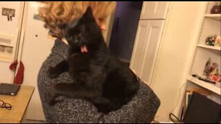 Katt med morsom reaksjon på å bli klødd på ryggen