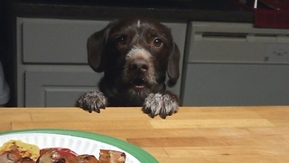Dog begs for sausage, won't take no for answer