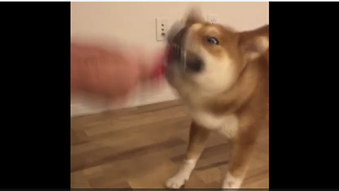 Shiba Inu takes tug-of-war to epic next level