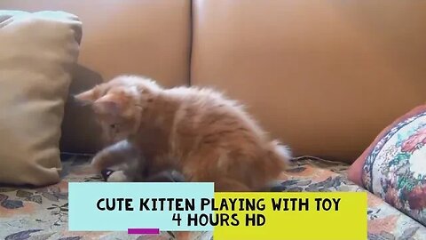 🐾 Cute Kitten Playing with Toy 🐾 - Relaxing, 4 Hours With Music