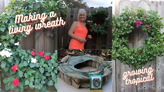 How to Make a Living Wreath Using Impatiens // Growing Tropical