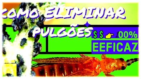 Como ELIMINAR pulgões,cochonilhas,TRIPES E FUNGOS CONTROLE BARATO 💲💲👉100% EFICAZ