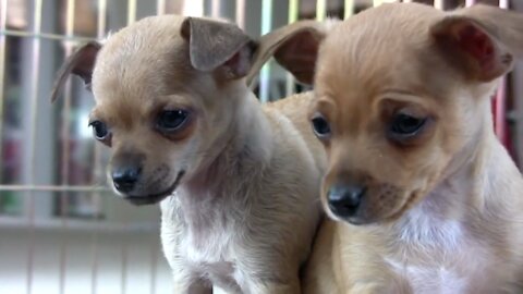 CHIHUAHUA PUPPIES PLAY!