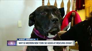 Why is Western New York so good at rescuing dogs?