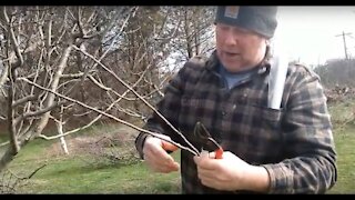 HOW TO SELECT AND STORE APPLE SCIONWOOD FOR GRAFTING