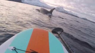 Paddleboarder gets up close with a group of orcas in Norway!