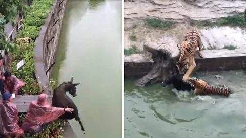 Empleados de zoológico arrojan un Burro Vivo para que sea devorado por los tigres