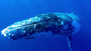 Playful humpback whales enjoy frolicking with swimmers in Tonga