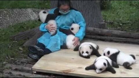 Prendersi cura di 5 cuccioli di panda? Il lavoro dei sogni!
