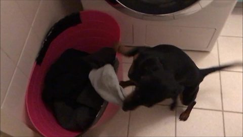 Dachshund obsessed with stealing owner's socks