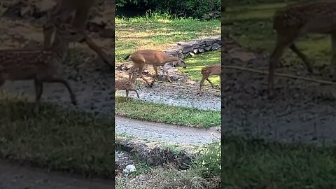 Did the deer survive follow up. Super cute deer 🦌 family, baby deer Bambi