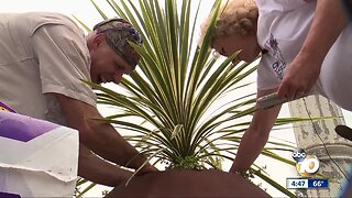 Balboa Park cactus garden gets facelift