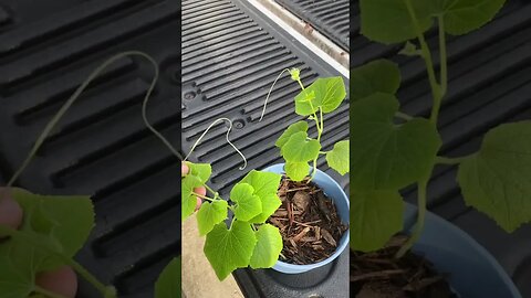 Repotting The Cucumber - Garden Update (Spring 2023)