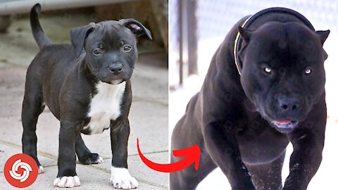 Dogs Glow Up | Cute Baby to Adult Animals | I'm a Big Kid