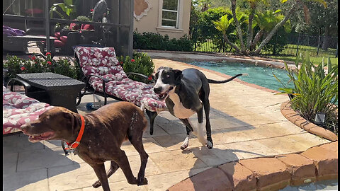 Funny Pointer Dog Patrols For Lounge Lizards Before Racing Zoomies With Great Dane