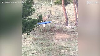 Cerbiatto tenta di salire su un'altalena negli Stati Uniti