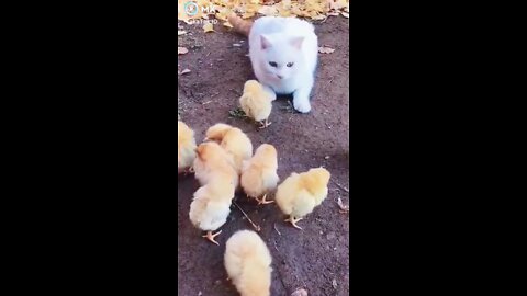 Cute cat And hen baby 2022 #shorts #rumbleshorts videos