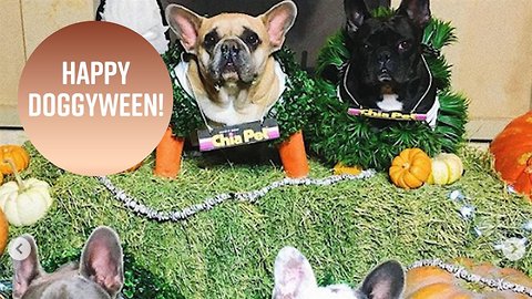 Halloween 2018: Best dressed celeb pets