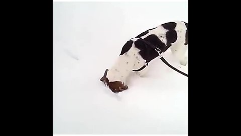 Winter-loving dog keeps sticking head in the snow