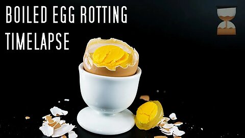 Rotting Boiled Egg, 14 Days - Tasty Breakfirst Timelapse