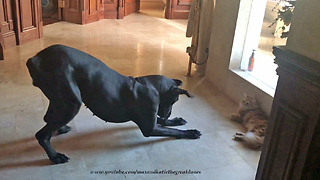 Great Dane throws hissy fit trying to play with cat