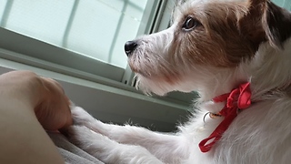 Jack Russell preciously begs for owner's attention