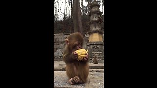 Adorable baby monkey defends food against bully
