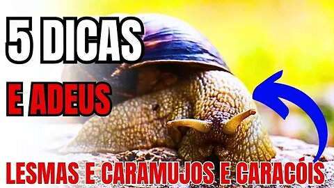 Como acabar com caracóis, lesmas e caramujos de forma eficaz e natural