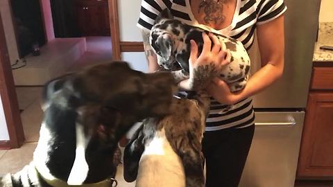 Jealous Pooch Throws Hilarious Tantrum When He Sees New Pup In The House