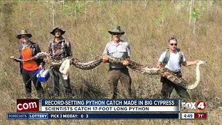 Record-setting python caught in Big Cypress