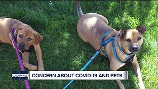 Concern about COVID-19 and pets