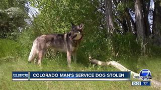 Service dog allegedly stolen in Colorado located in California